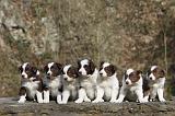 BORDER COLLIE 778